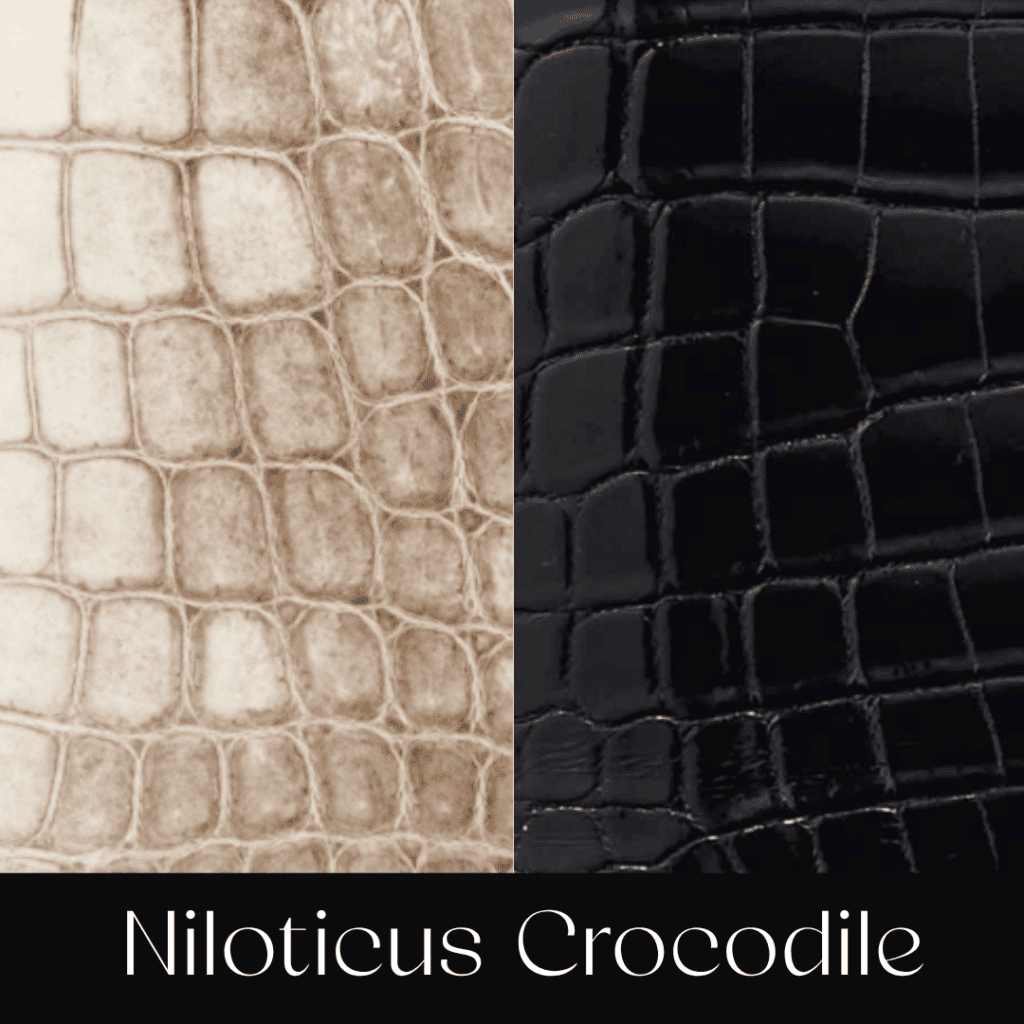 Your Comprehensible Guide to Hermès Leathers and Skins 53 niloticus crocodile your comprehensible guide to hermes leathers and skins