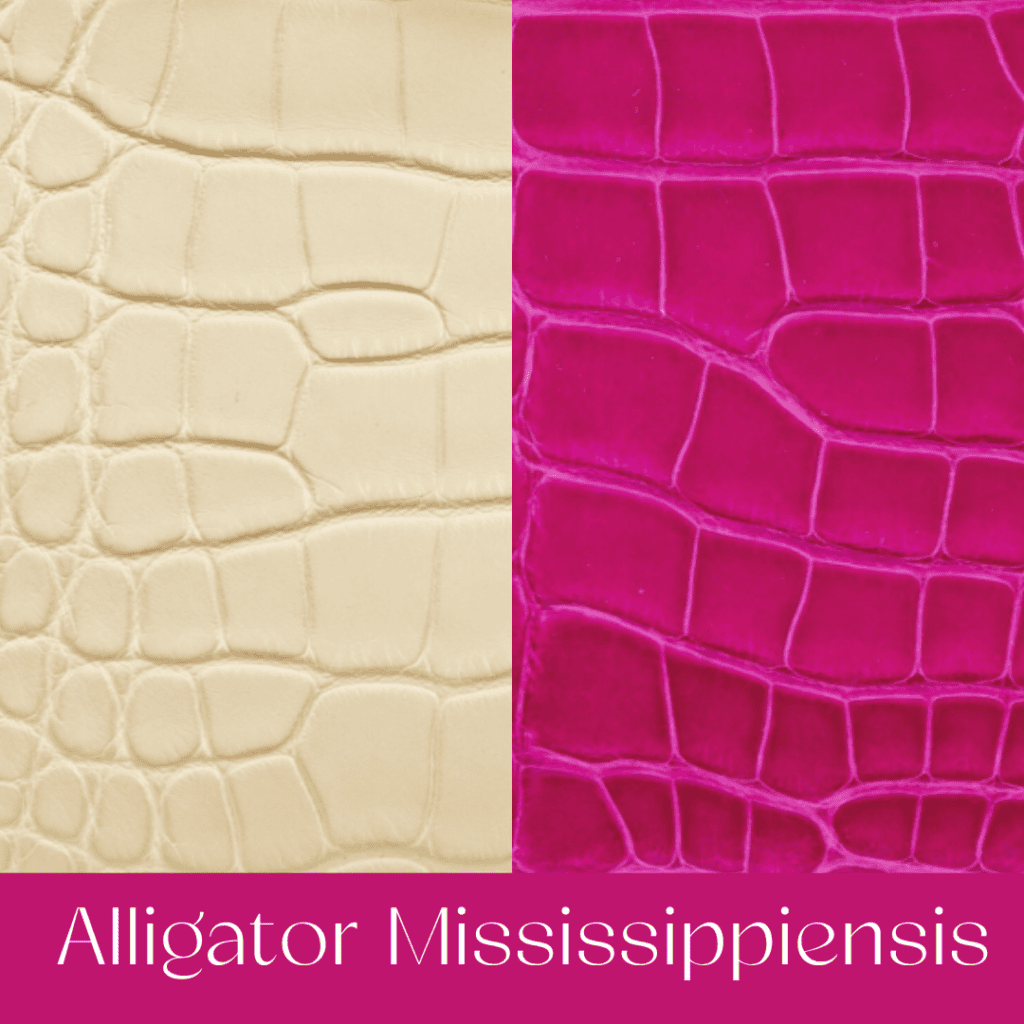 Your Comprehensible Guide to Hermès Leathers and Skins 55 alligator mississippiensis your comprehensible guide to hermes leathers and skins